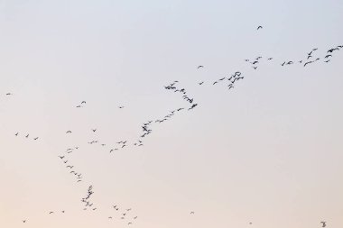 Gün batımında bir kuş sürüsü