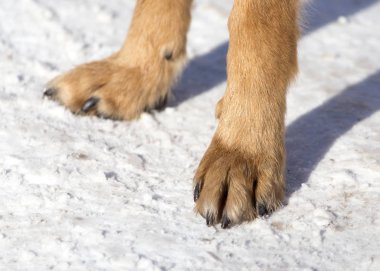 Köpek doğa üzerinde kışın paws.