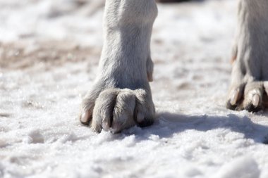 Köpek doğa üzerinde kışın paws.