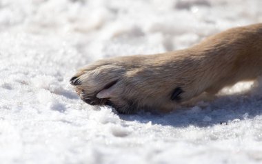Köpek doğa üzerinde kışın paws.