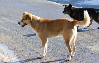 insan köpeklere bile niteliğine