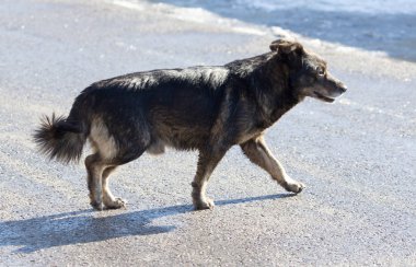insan köpeklere bile niteliğine