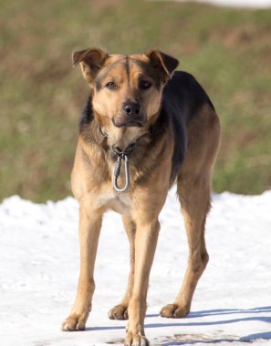 köpek kış niteliğine