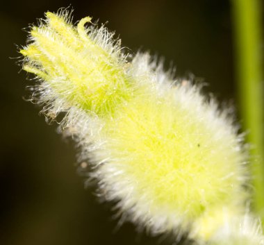 küçük bir salatalık. Makro