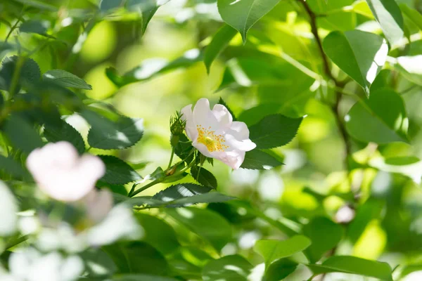 Beautiful white flowers in nature — Stock Photo, Image