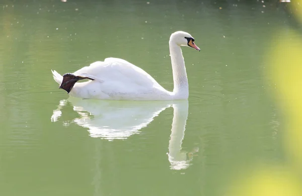 Cisne branco no lago — Fotografia de Stock