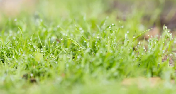 Goutte d'eau sur l'herbe verte. macro — Photo