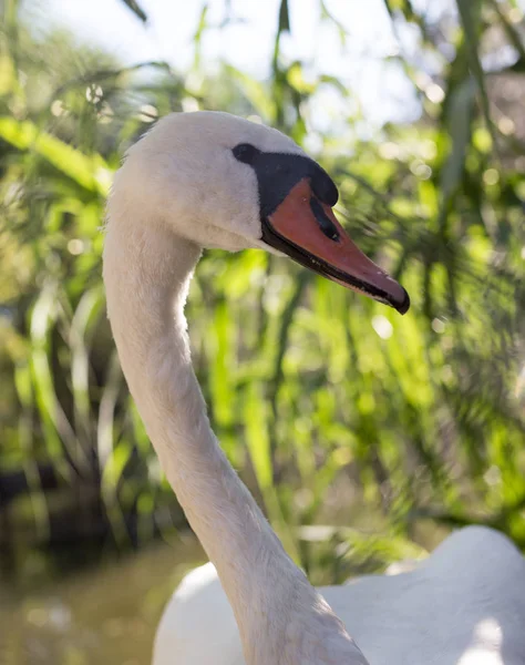 White swan in the zoo — Stock Photo, Image