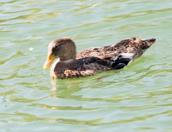 Kachna na jezeře v přírodě — Stock fotografie