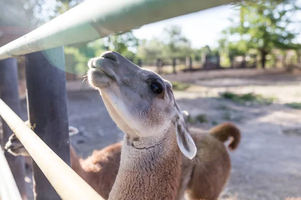 ラマの動物園で — ストック写真