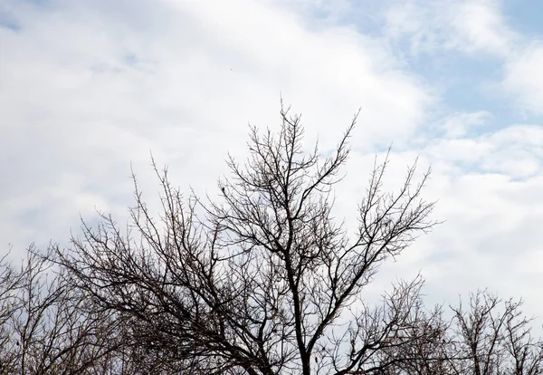 Bare träd grenar mot himlen — Stockfoto