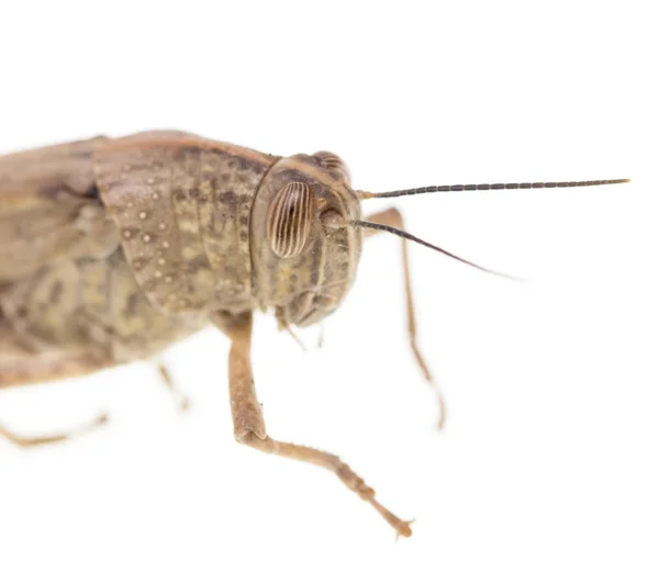 Grasshopper em um fundo branco — Fotografia de Stock