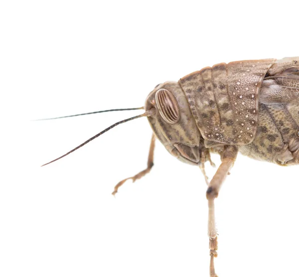 Sprinkhaan op een witte achtergrond — Stockfoto