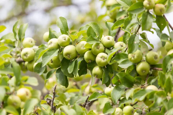 Manzanas maduras en el árbol en la naturaleza —  Fotos de Stock