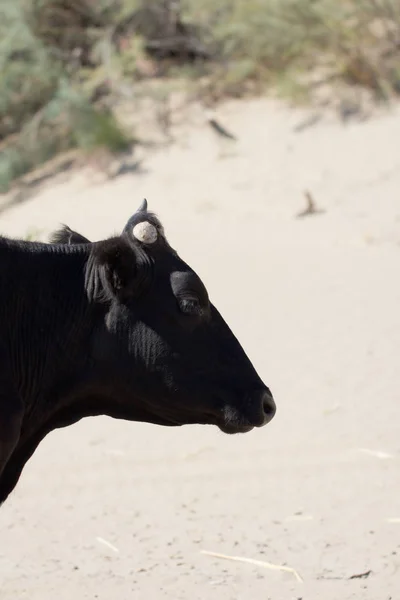 牛の性質について — ストック写真
