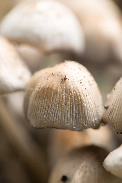 Ungenießbare Pilze in der Natur — Stockfoto