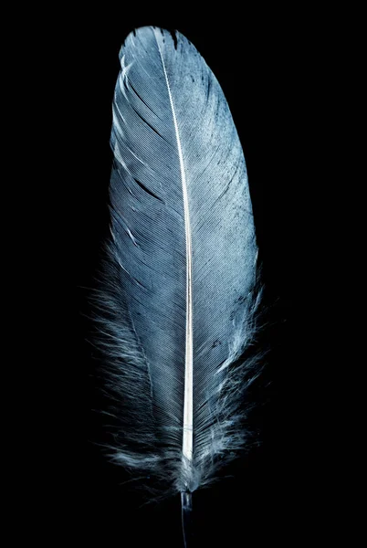 黑色背景上的蓝色羽毛 — 图库照片
