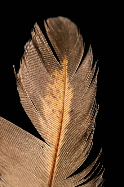 羽毛在黑色背景上 — 图库照片