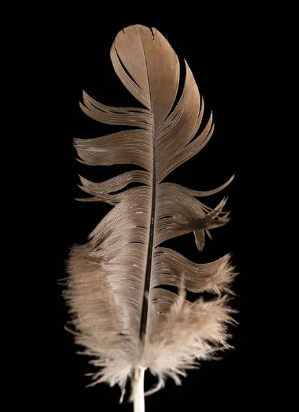 Feather on a black background — Stock Photo, Image