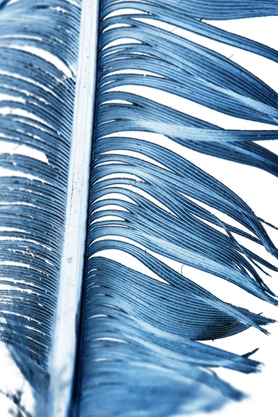 Blue feather on a white background — Stock Photo, Image