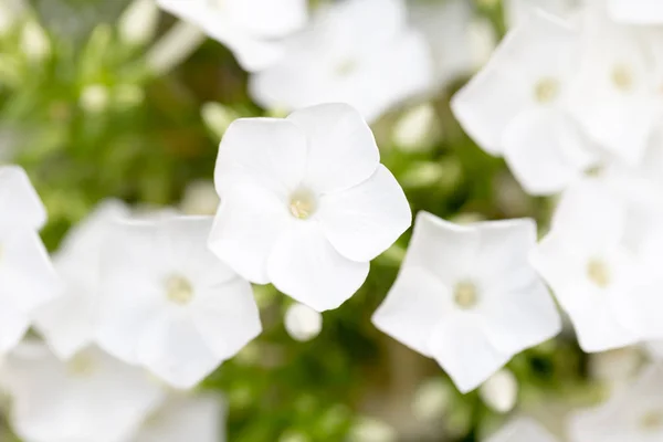 Vacker vit blomma i naturen — Stockfoto