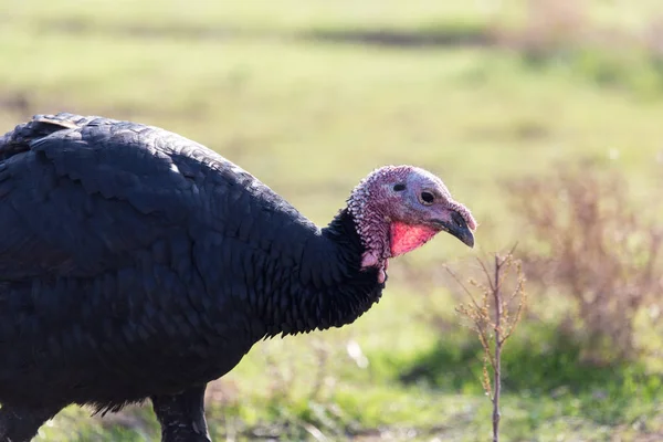 Un pavo en una granja al aire libre — Foto de Stock