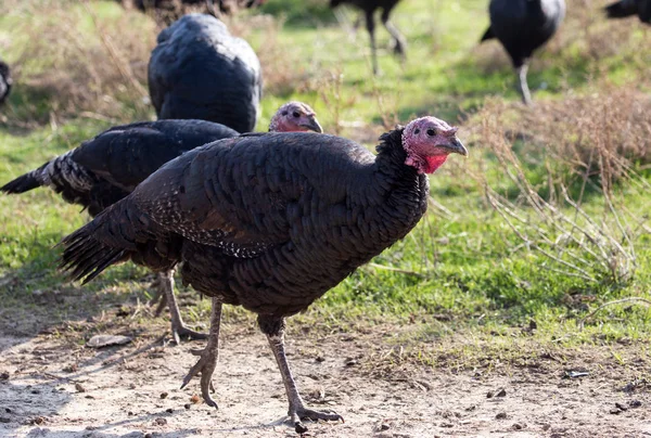 Farm turkeys outdoors — Stock Photo, Image