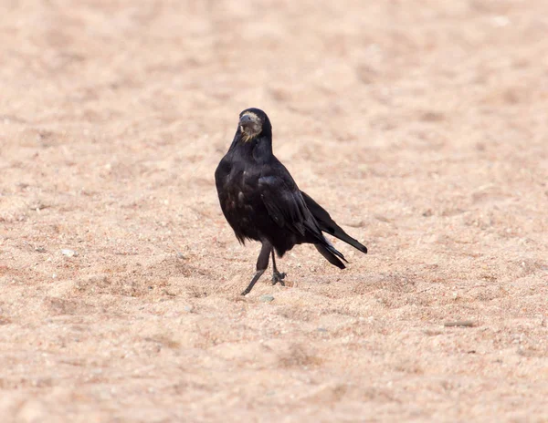 Schwarze Krähe auf dem Sand — Stockfoto