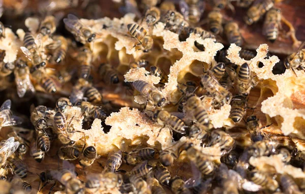 Bees on a framework with honey in the apiary — Stock Photo, Image