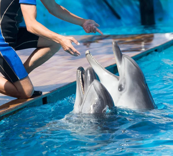 Dva delfíni v bazénu — Stock fotografie