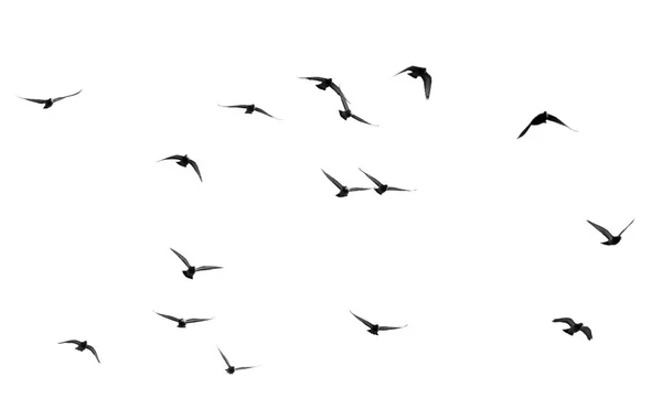 Стадо голубей на белом фоне — стоковое фото