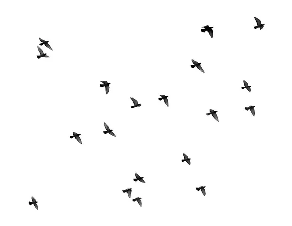 하얀 배경에 앉아 있는 비둘기 떼 — 스톡 사진