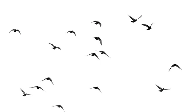 Зграя голубів на білому тлі — стокове фото