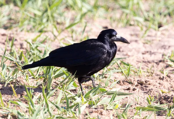 Fekete varjú a fűben a természetben — Stock Fotó