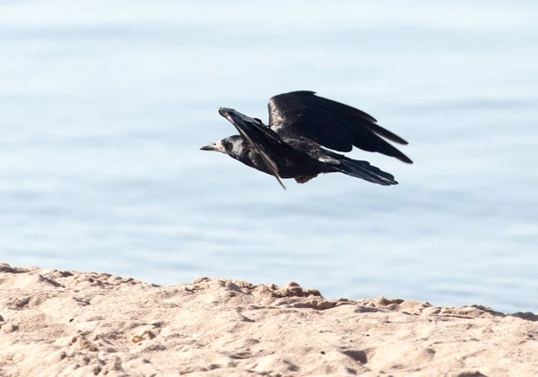 Černá vrána v letu moře — Stock fotografie