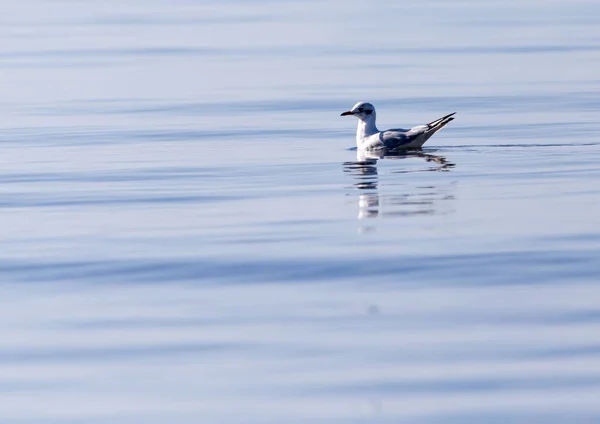 Gull on the lake in nature — Stock Photo, Image