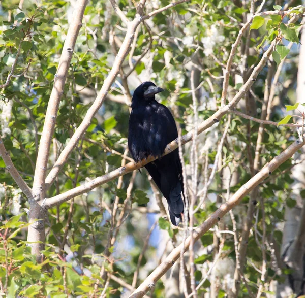 Svarta kråkor på träd i naturen — Stockfoto