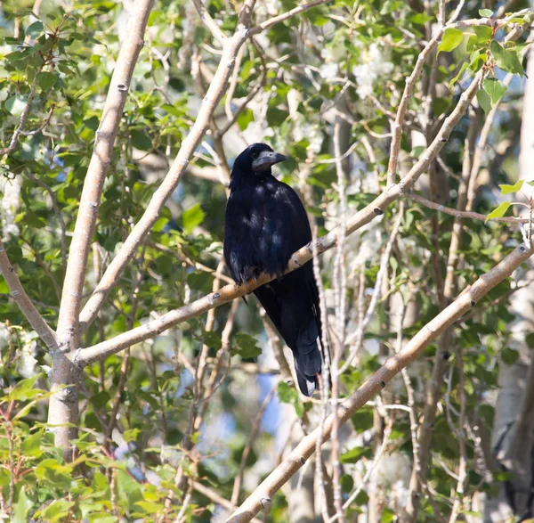 自然の中で木に黒いカラス — ストック写真