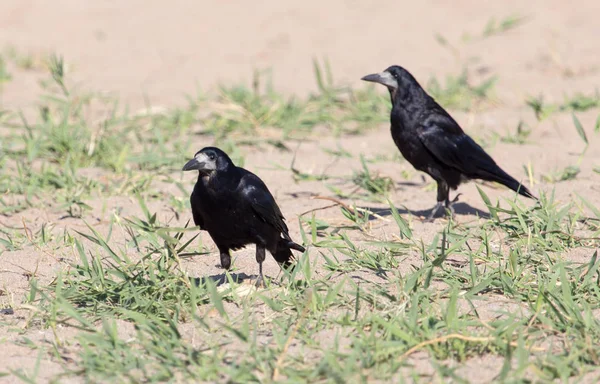 Corvo preto na areia — Fotografia de Stock