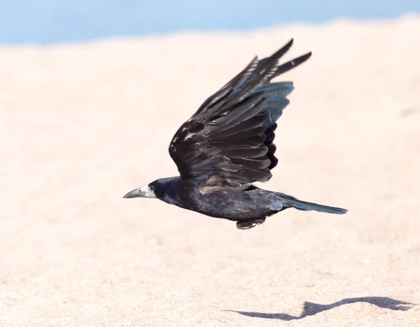 Zwarte kraai in vlucht zee — Stockfoto