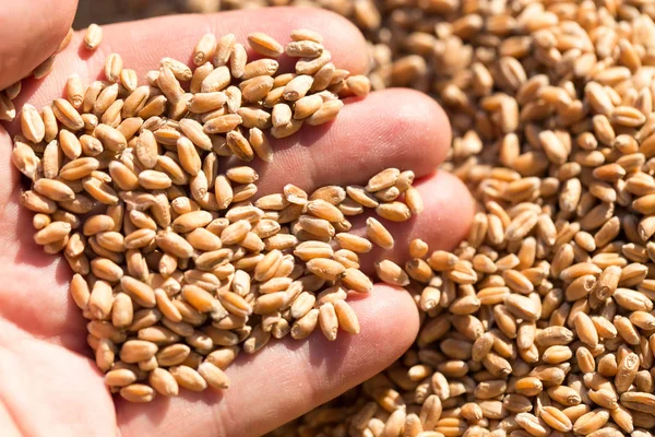 Wheat in hand — Stock Photo, Image