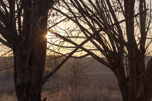日落时光秃秃的树枝树 — 图库照片