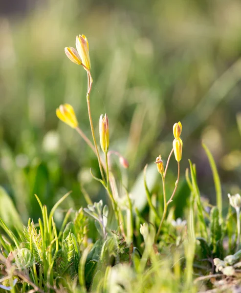 Fleur dans le désert sur la nature — Photo