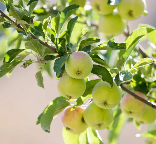 Manzanas maduras en el árbol en la naturaleza —  Fotos de Stock