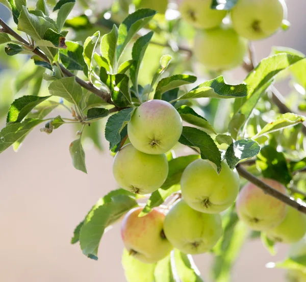 Mele mature sull'albero in natura — Foto Stock