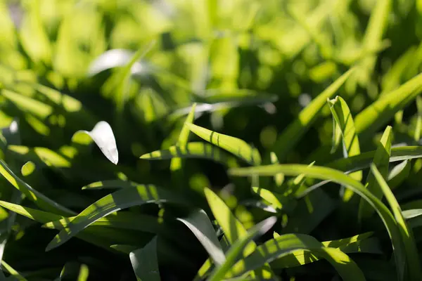 Grünes Gras in der Natur — Stockfoto