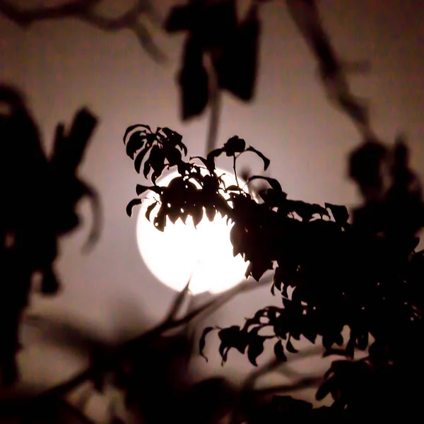 Cabang pohon di latar belakang bulan — Stok Foto