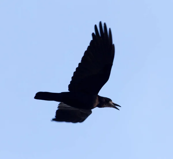 Cuervo sobre un fondo de cielo azul —  Fotos de Stock