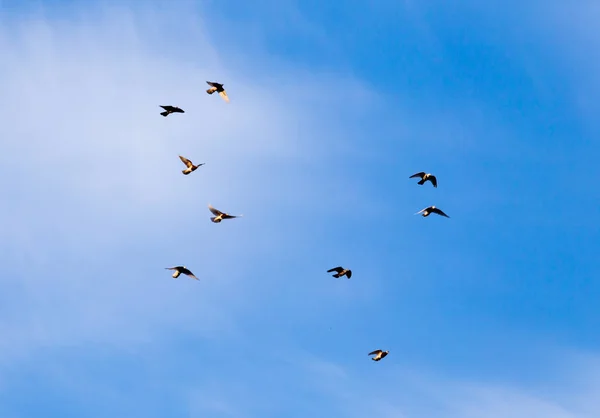 En flock duvor på himlen — Stockfoto