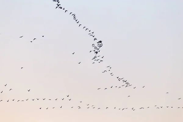 日没時に鳥の群れが — ストック写真